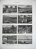 1877 COFFE CULTIVATION GUATEMALA AMERICA ANTIGUA PLANTS