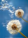 Dandelions Art Poster Print by Henryk T. Kaiser, 12x16