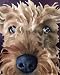 "Airedale Terrier" Dog Art Print Signed by Artist DJ Rogers