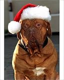 Photographic Print of Battersea Dogs Home Appeal from PA Photos