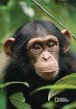 National Geographic by New Creative - Chimpanzee Garden Impressions Flag
