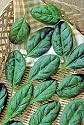 Spinach Baby Leaf Catalina Seeds 300 Seeds