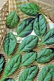 Spinach Baby Leaf Catalina Seeds