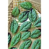 SpinachBabyLeafCatalinaSeeds