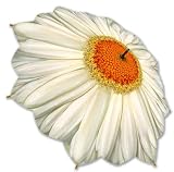 White Daisy - Folding Umbrella