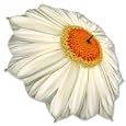 White Daisy - Folding Umbrella
