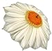 White Daisy Umbrella 46" arc, 100% Pongee cover Galleria