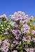 Lilac Bush - 18