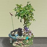 Hawaiian Umbrella Bonsai