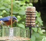 Bird's Choice Choice Insect Suet Logs - (4) 3 oz logs