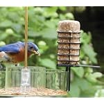 Birds Choice Choice Insect Suet Logs - (4) 3 oz logs