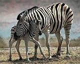 Poster 50x40 ZEBRAS - Zebra Afrika Neu Top Deko