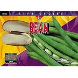 Bean (Life Cycles)
