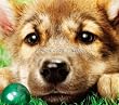 �u�E�����̉S�y���߁z[VICL-36558]�v
