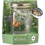 Butterfly in a Glass Jar - Monarch