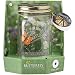 Butterfly in a Glass Jar - Monarch