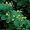 Golden Leopard Toad Lily -Tricyrtis - Shade - NEW!