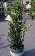 Green Tower Japanese Boxwood Five Gallon Plant