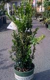 Green Tower Japanese Boxwood Five Gallon Plant