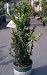 Green Tower Japanese Boxwood Five Gallon Plant