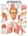 Understanding the Common Cold Anatomical Chart