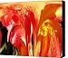 Succulence Canvas Print / Canvas Art - Artist Tim Allen