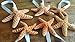 Hinterland Trading Ribboned Brown Sugar Starfish 6 Each