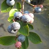 [ラビットアイ系]ブルーベリー：ウッダード5号ポット[育てやすい暖地向き][苗木]