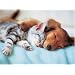 Sweet Dreams