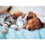Sweet Dreams
