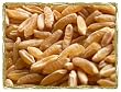 Kamut, 5 Lb Bag Certified Organic Non-GMO Whole-grain