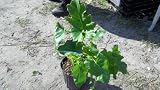 Philodendron selloum Split Leaf Cut Leaf Tree Live Plant 1 Gallon Up to 1 Foot