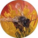 Honey Bee on Flower Fridge Magnet Stocking Filler, Ref:IBE-1FM