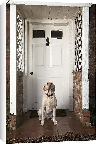 Canvas Prints of Guard Dogs from Country Life 