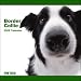 Border Collie The Dog 2009 Wall Calendar