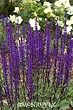 Caradonna Meadow Sage One Gallon Plant by Monrovia Growers