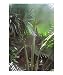 Great is the Lord. Psalm 145:3 Botanical Photographic Poster Print by Margie M. Mason, 16x20