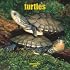 Turtles 2008 Square Wall Calendar