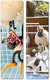 Produkt-Bild: Lesezeichen Shaun das Schaf - "Pool"