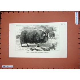 Collection 1877 d'Histoire Naturelle de Boeuf de Musc British Museum