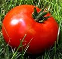 Kazakhstan Giant Tomato 10 Seeds - Borat Old Country