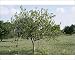 Photographic Prints of ROG-12058 FIG tree - In Orchard from Ardea Wildlife Pets