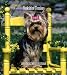 yorkshire_terrier18yorkshire terrier - Yorkshire Terriers 2010 Hardcover Weekly Engagement