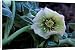 Canvas Prints of Hardy Hellebore x Hybridus - surviving frost from Ardea Wildlife Pets