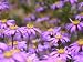 A Flower Medley