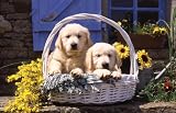 Ravensburger Basket of Puppies 1,000 pc pzl