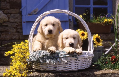 Ravensburger 15718 - Hundebabys im K&ouml;rbchen - 1000 Teile Puzzle Preisvergleich