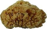 DMP Accessoires - Eponge de Mer - Lot de 2