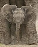 Big Ears Baby Elephant by Unknown. CANVAS with 1 1/2 inch bars. 16.00 inches width by 20.00 inches height. Highest Quality Art Poster Print