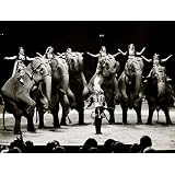 Elephants of Bertram Mills' Circus (Print On Demand)